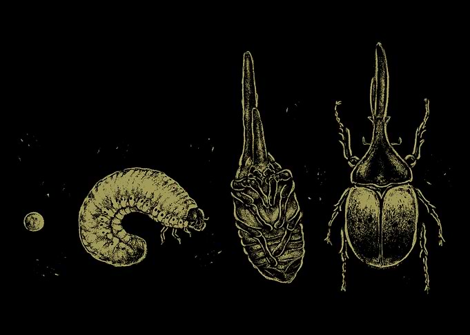 Beetle Life Cycle