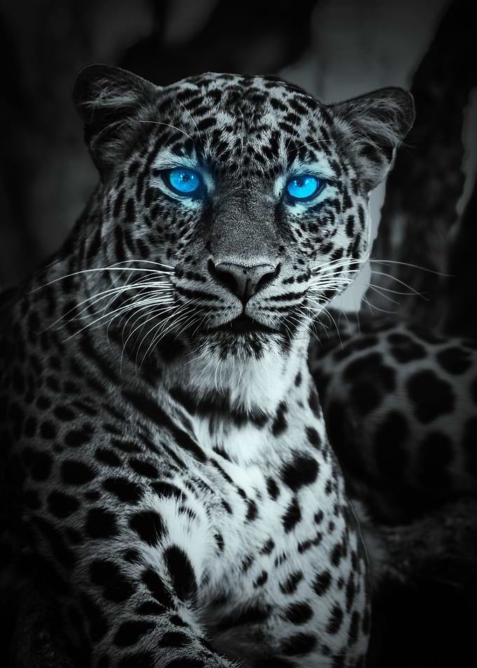 Leopard with Glowing Blue Eyes