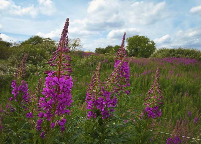 Rosebay Willowherb | Barnack Hills and Holes, Cambridgeshire