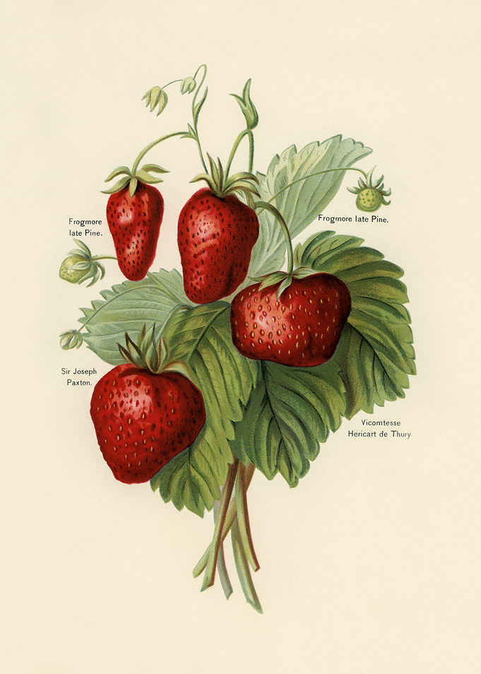 Vintage Botanical Strawberry Illustration