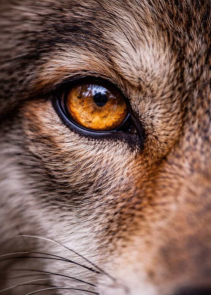Intense Close-up of a Wolf Eye