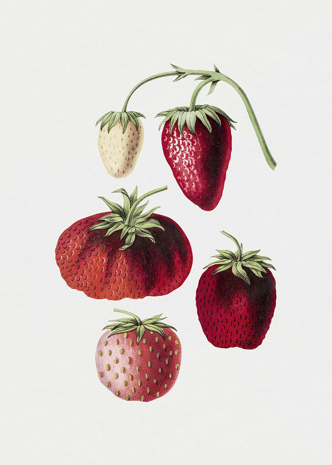 Vintage Botanical Strawberry Illustration