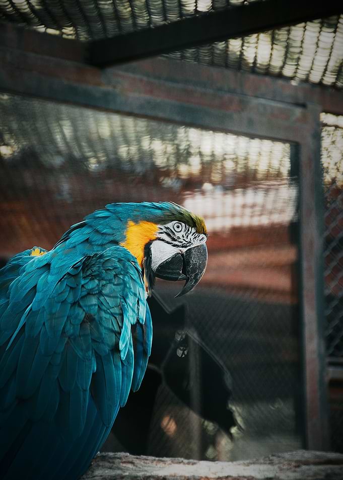 Blue and Gold Macaw Portrait