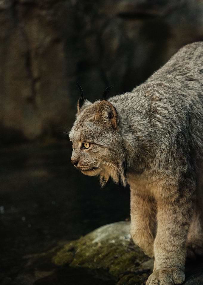 Majestic Canada Lynx in Profile