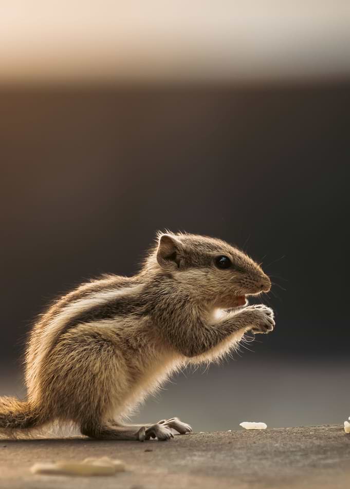 Small Striped Squirrel Eating