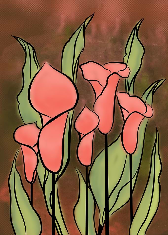 Stylized Pink Calla Lilies Illustration