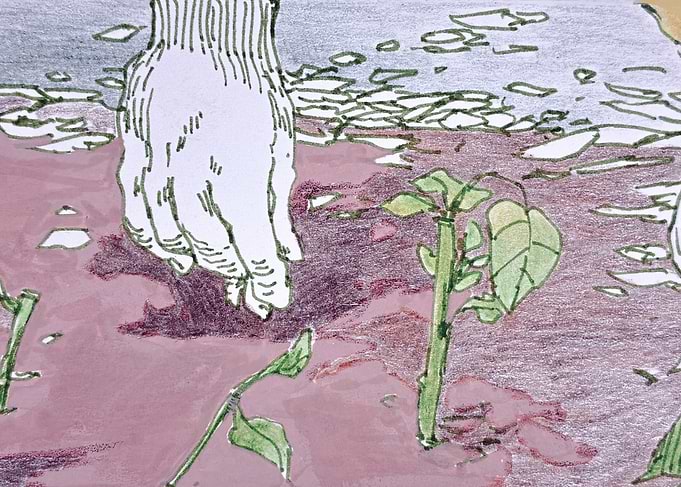 Hand Planting Seedlings Illustration