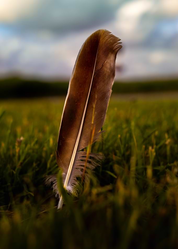 Single Feather Standing in Grass