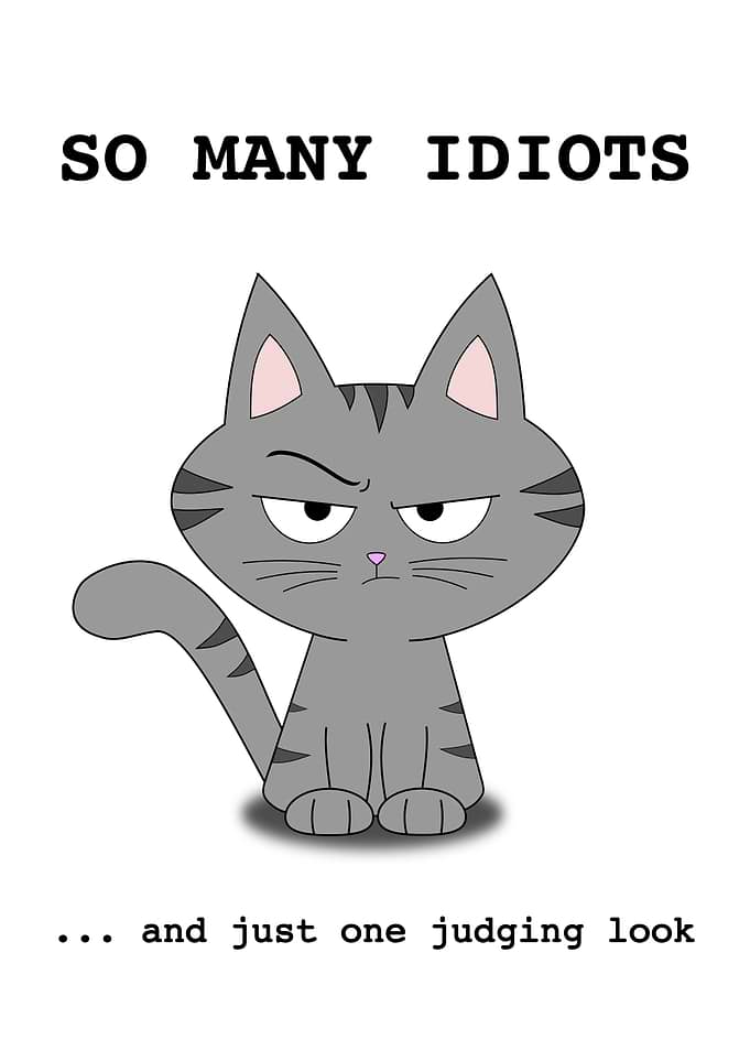 Funny Judging Cat