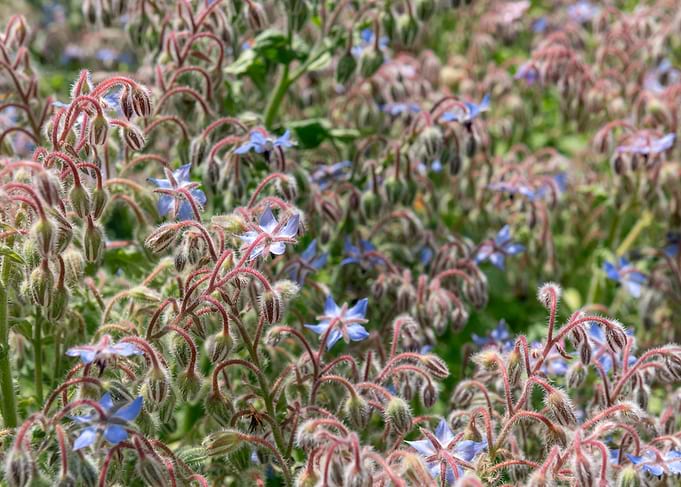 Vibrant Blue Borage Flowers in Bloom