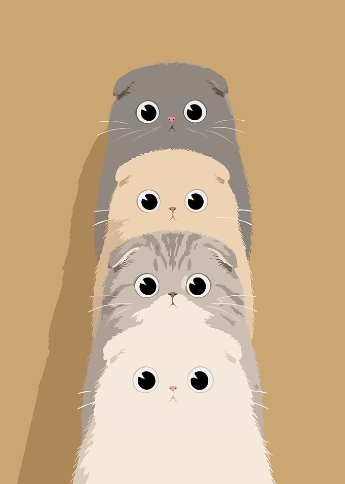 Stack of Four Cute Scottish Fold Cats