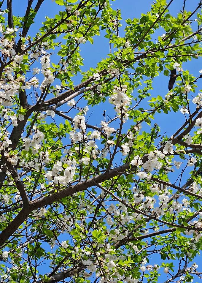 Whispers of Spring