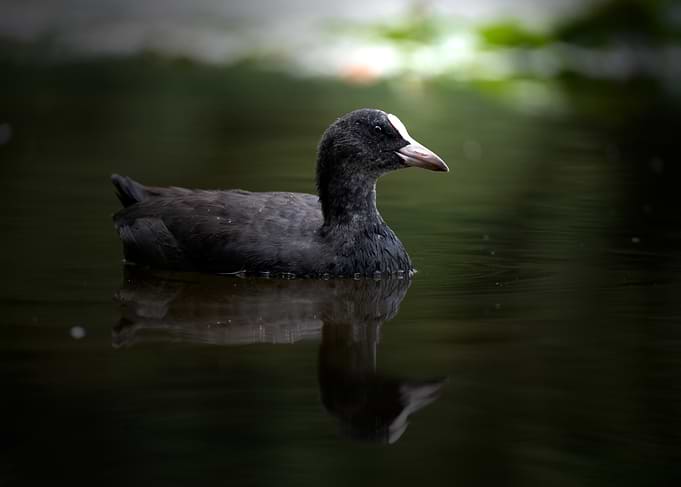 Eurasian Coot Swimming in Dark Water