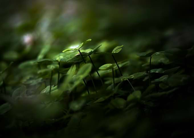 Macro shot of green clover leaves