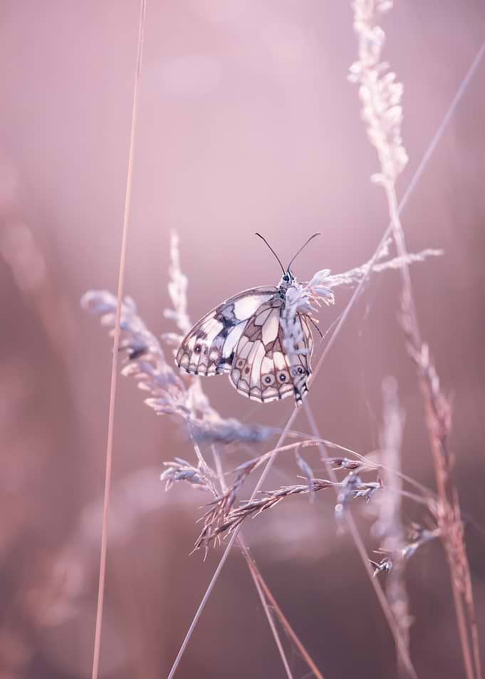 Marbled White Butterfly on Grass