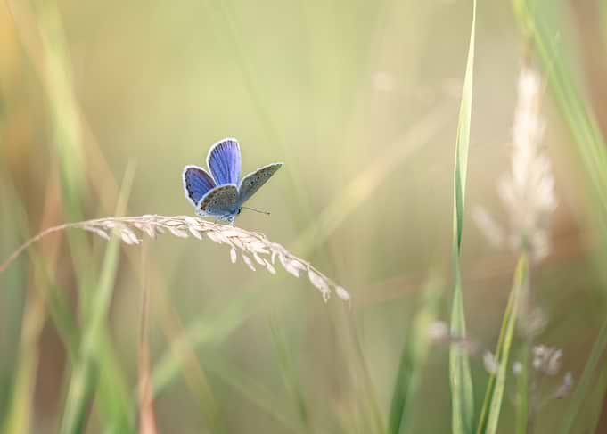 Common Blue Butterfly on Grass