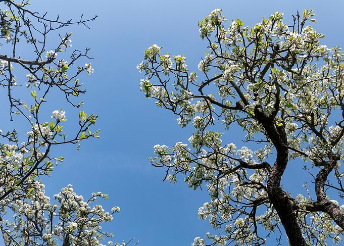 Blooming Pear Tree Branches Against Sky