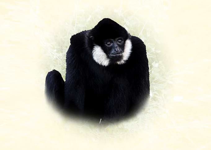 Portrait of a Northern White-Cheeked Gibbon
