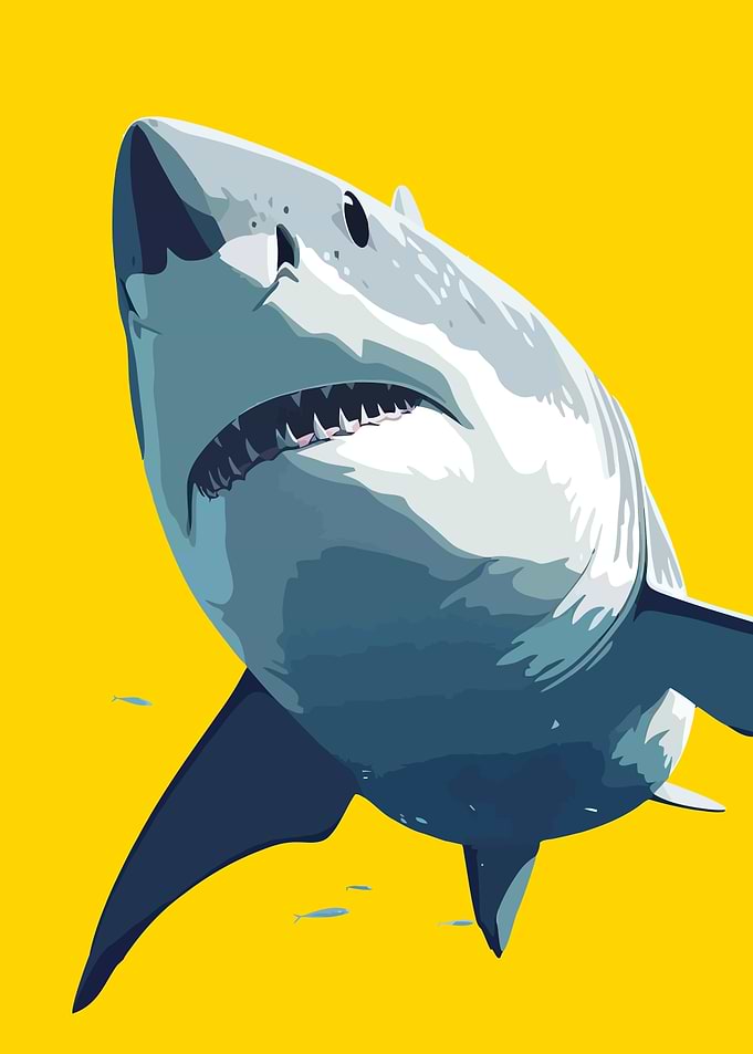Minimalist Great White Shark Illustration