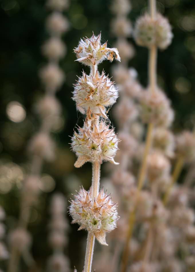 Close-up of Phlomis Flower Spike