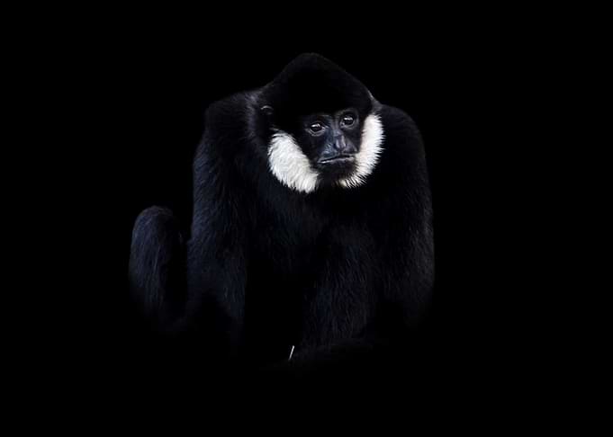 Northern White-Cheeked Gibbon Portrait