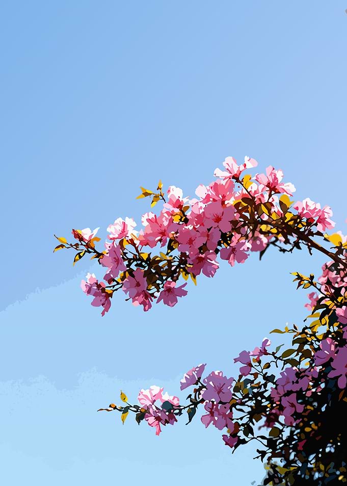 Pink Cherry Blossoms Against Blue Sky