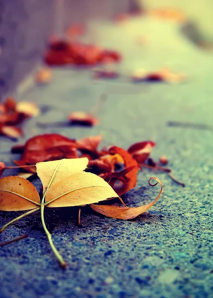 Fallen Autumn Leaves on Pavement