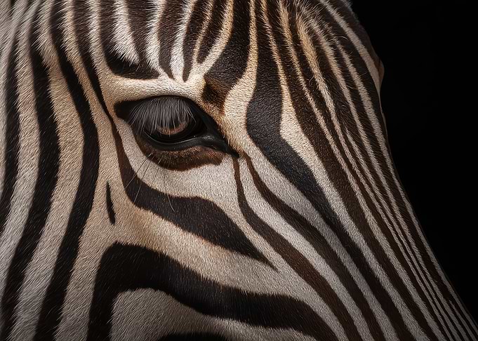 Close-up Zebra Eye and Stripes