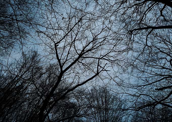 Bare Tree Branches Against Blue Sky