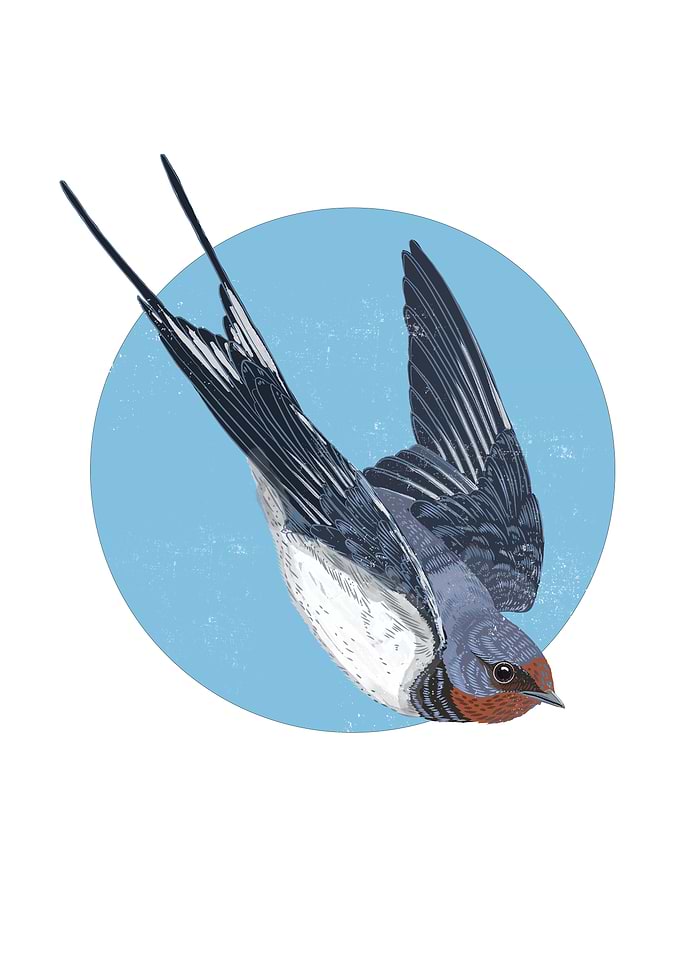 Illustrated Barn Swallow in Flight