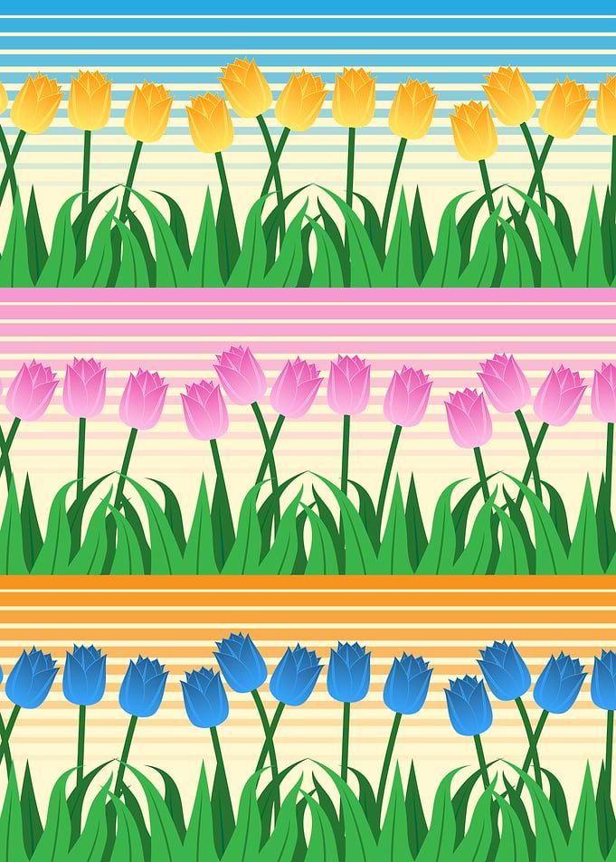 Colorful Rows Of Tulips