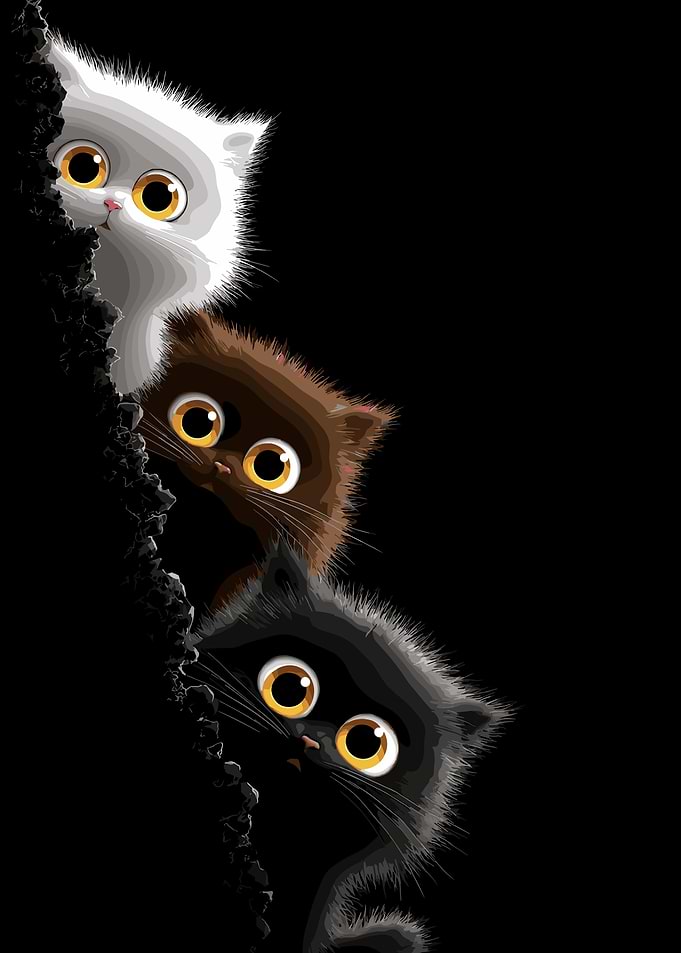 Three Cute Kittens Peeking Out cat