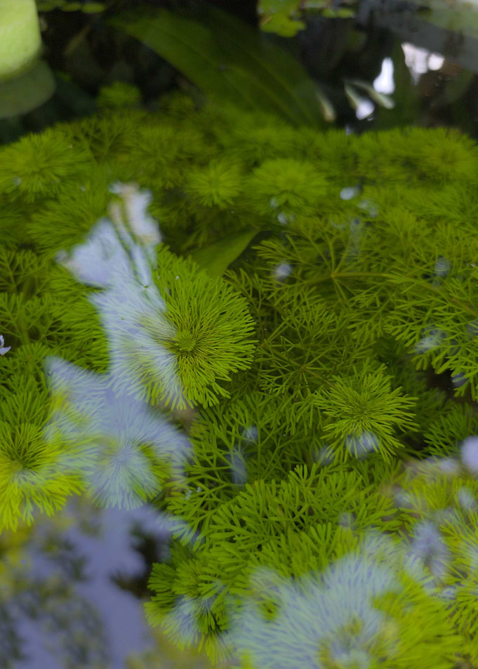 Vibrant Green Aquatic Cabomba Plants