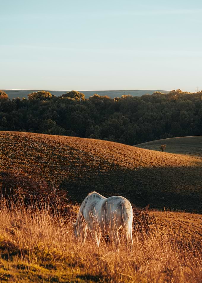 White Horse Grazing in Golden Field
