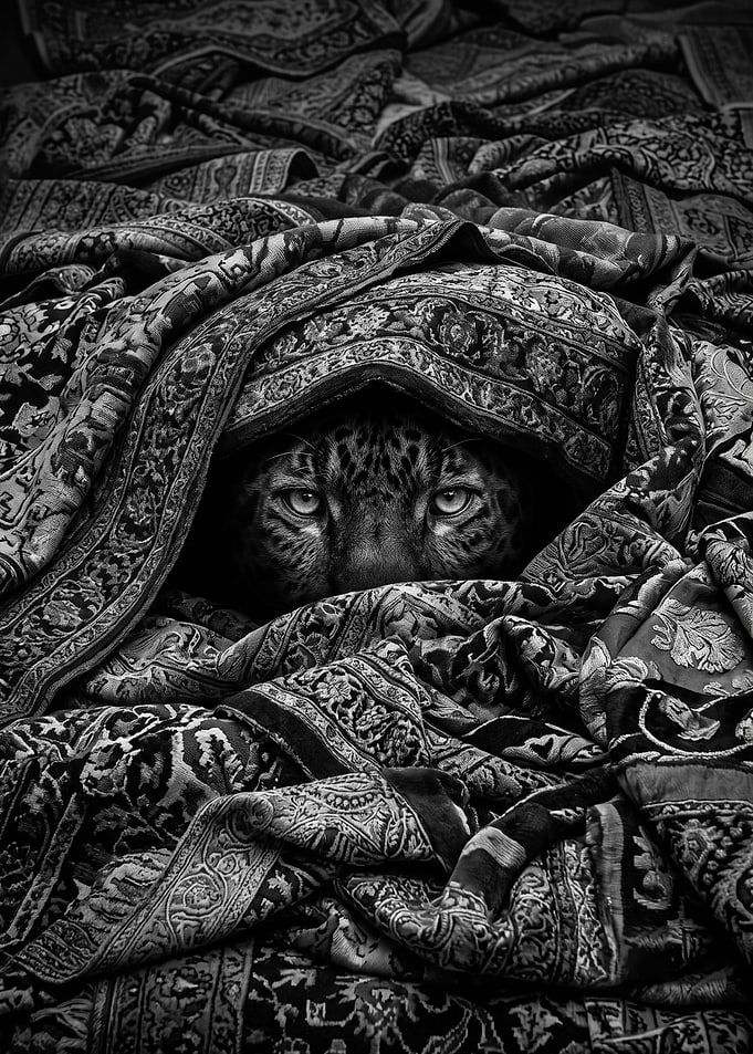 Leopard Hiding in Ornate Fabric