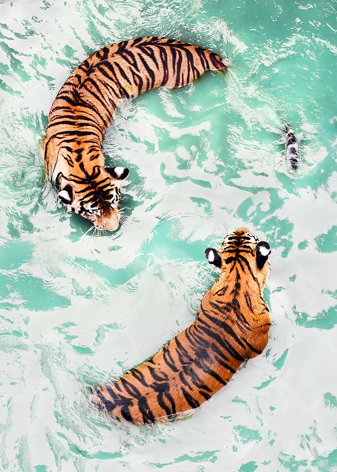 Two Tigers Swimming in Turquoise Water