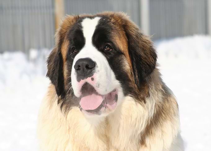 Saint Bernard Dog in Snow