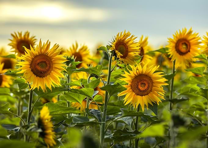 Vibrant Sunflowers in a Golden Field