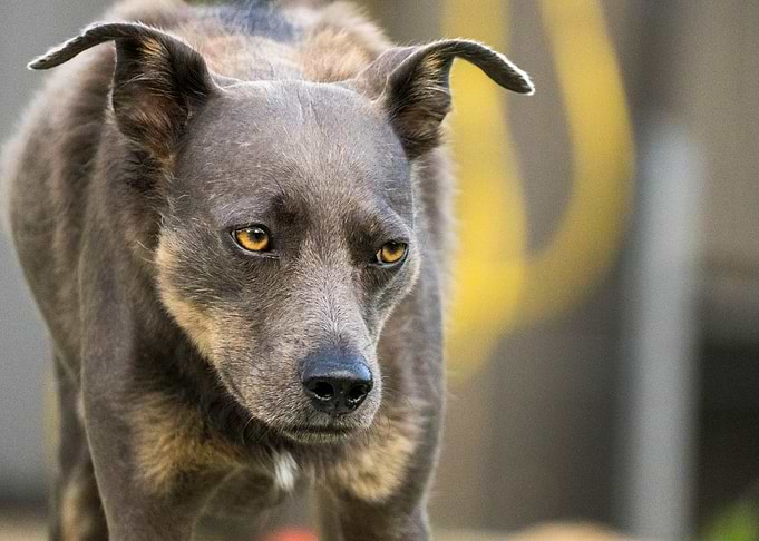 Portrait of a Focused Dog