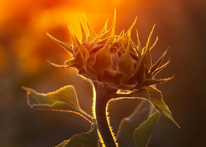 Sunflower Bud at Golden Hour
