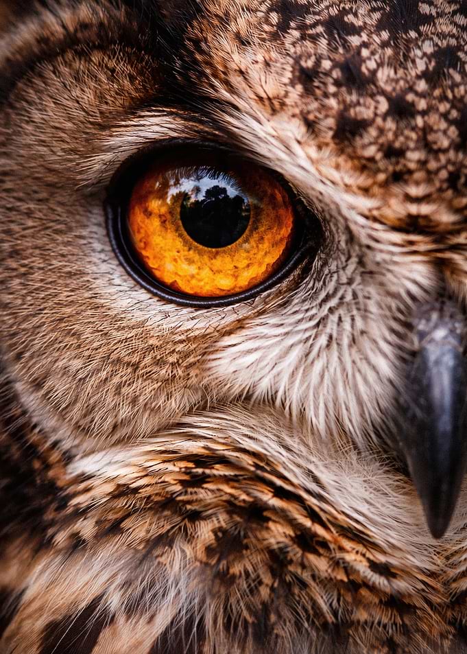 Close-up Portrait of an Owl Eye