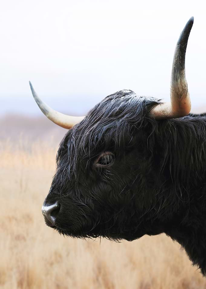 Highland Spirit