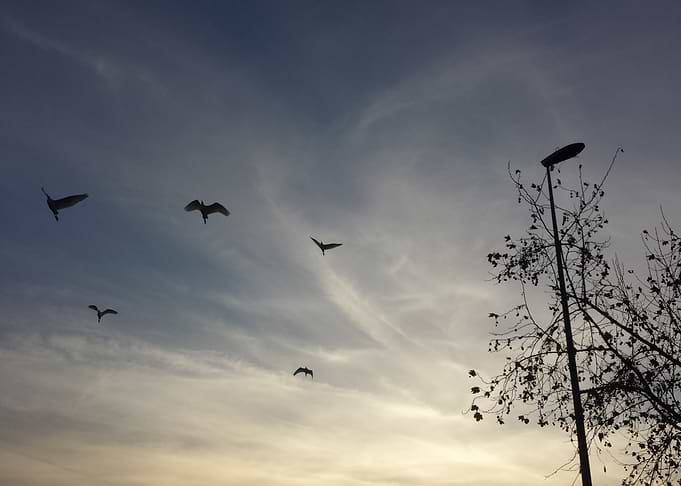 Birds Flying Against Sunset Sky