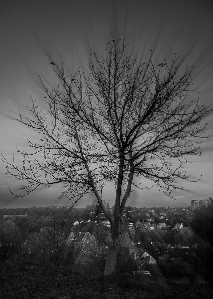 The Lone Tree