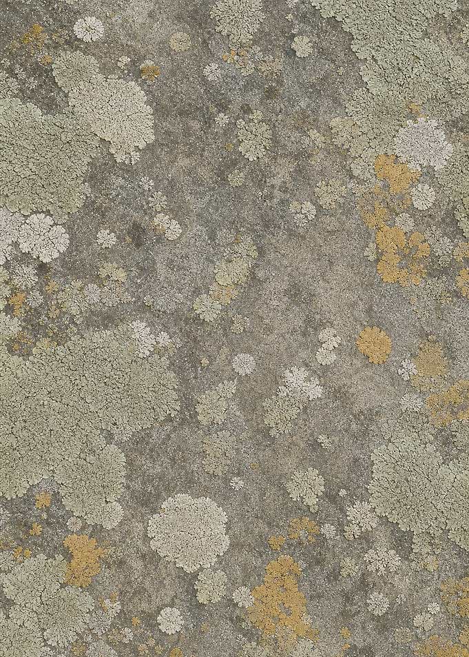 Lichen Colonies on Grey Stone Biophilic