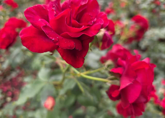 Vibrant Deep Red Garden Roses