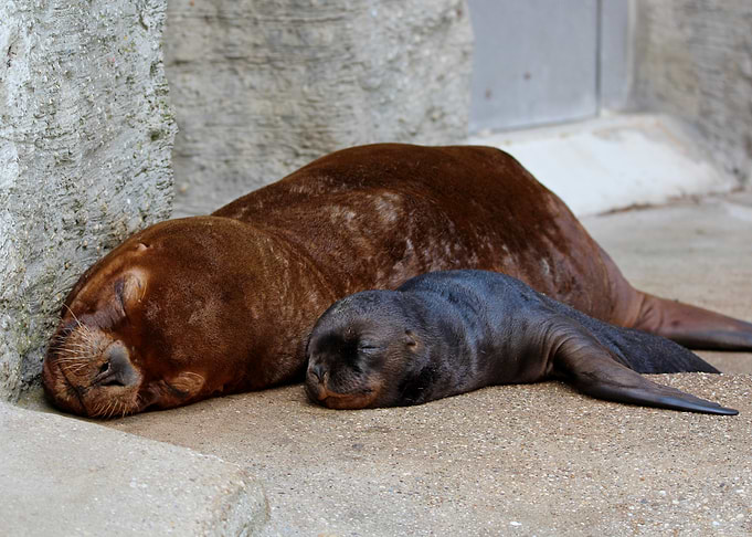 Sleeping sea lions at Schoenbrunn zoo