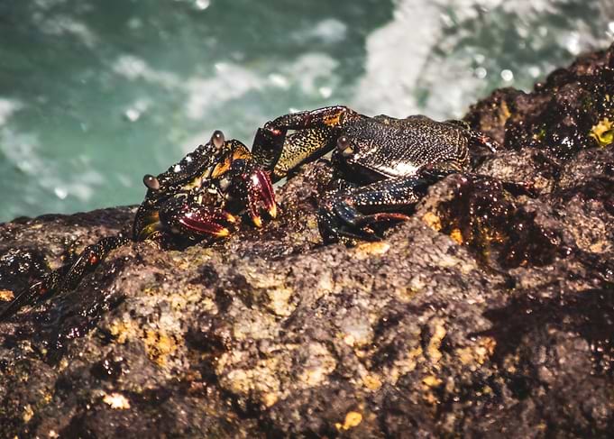 Crabs Fight
