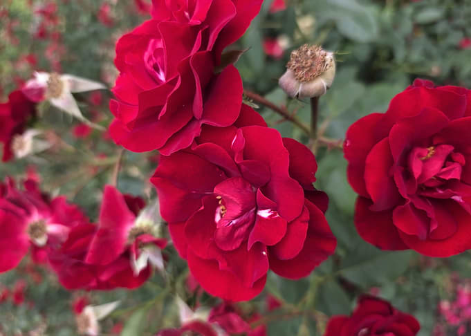 Vibrant Deep Red Garden Roses
