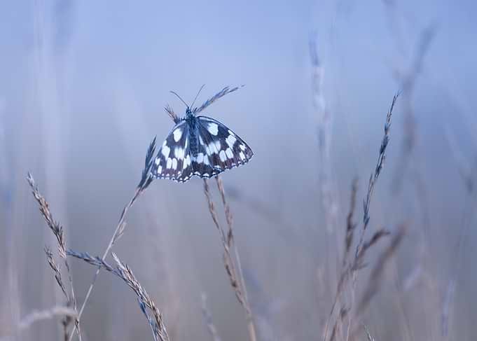 Marbled White Butterfly on Grass
